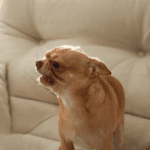 Small Dog on a couch snarling.