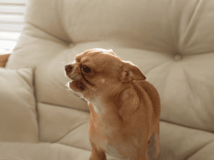 Small Dog on a couch snarling.
